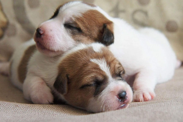 Jack Russell, Jack Russell Terrier, Jack Russell Bucuresti, pui Jack Russell de vanzare, canisa Jack Russell, crescator Jack Russell Romania, informatii Jack Russell, ghid Jack Russell, Jack Russell apartament, Jack Russell cumparare, pret pui Jack Russell, cresterea Jack Russell, ingrijire Jack Russell, temperament Jack Russell, Jack Russell copii, Jack Russell familie, Jack Russell energic, rasa Jack Russell, sfaturi Jack Russell, alegere caine Jack Russell, adoptie Jack Russell, Jack Russell Iasi, Jack Russell Cluj, Jack Russell Timisoara, Jack Russell Constanta, Jack Russell Brasov, Jack Russell Sibiu, Jack Russell Oradea, Jack Russell sfaturi crestere, Jack Russell viata oras, Jack Russell apartamente Bucuresti, Jack Russell socializare, Jack Russell dresaj, Jack Russell conditii de crestere