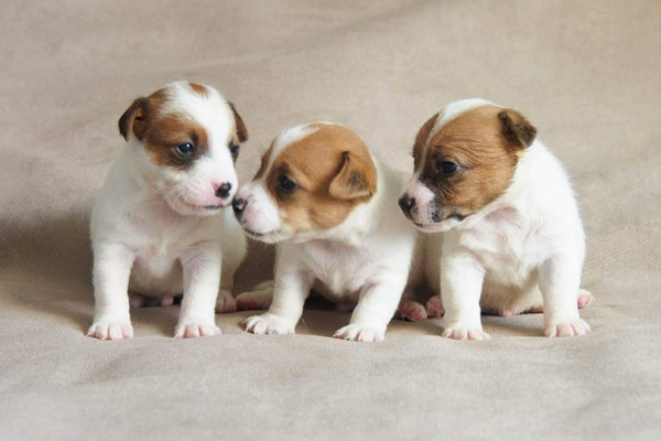 Jack Russell, Jack Russell Terrier, Jack Russell Bucuresti, pui Jack Russell de vanzare, canisa Jack Russell, crescator Jack Russell Romania, informatii Jack Russell, ghid Jack Russell, Jack Russell apartament, Jack Russell cumparare, pret pui Jack Russell, cresterea Jack Russell, ingrijire Jack Russell, temperament Jack Russell, Jack Russell copii, Jack Russell familie, Jack Russell energic, rasa Jack Russell, sfaturi Jack Russell, alegere caine Jack Russell, adoptie Jack Russell, Jack Russell Iasi, Jack Russell Cluj, Jack Russell Timisoara, Jack Russell Constanta, Jack Russell Brasov, Jack Russell Sibiu, Jack Russell Oradea, Jack Russell sfaturi crestere, Jack Russell viata oras, Jack Russell apartamente Bucuresti, Jack Russell socializare, Jack Russell dresaj, Jack Russell conditii de crestere