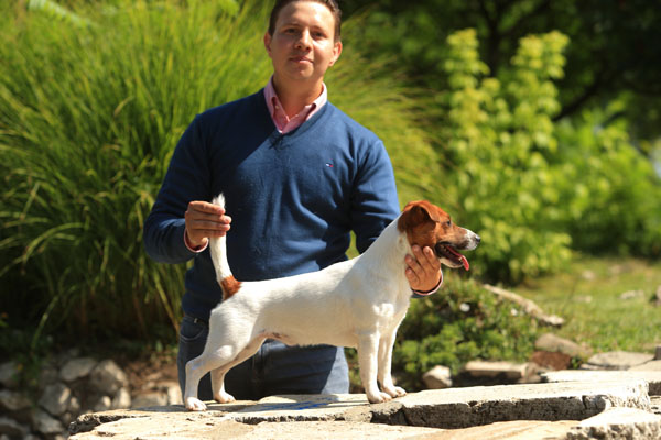 Jack Russell, Jack Russell Terrier, Jack Russell Bucuresti, pui Jack Russell de vanzare, canisa Jack Russell, crescator Jack Russell Romania, informatii Jack Russell, ghid Jack Russell, Jack Russell apartament, Jack Russell cumparare, pret pui Jack Russell, cresterea Jack Russell, ingrijire Jack Russell, temperament Jack Russell, Jack Russell copii, Jack Russell familie, Jack Russell energic, rasa Jack Russell, sfaturi Jack Russell, alegere caine Jack Russell, adoptie Jack Russell, Jack Russell Iasi, Jack Russell Cluj, Jack Russell Timisoara, Jack Russell Constanta, Jack Russell Brasov, Jack Russell Sibiu, Jack Russell Oradea, Jack Russell sfaturi crestere, Jack Russell viata oras, Jack Russell apartamente Bucuresti, Jack Russell socializare, Jack Russell dresaj, Jack Russell conditii de crestere