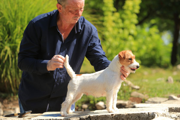 Jack Russell, Jack Russell Terrier, Jack Russell Bucuresti, pui Jack Russell de vanzare, canisa Jack Russell, crescator Jack Russell Romania, informatii Jack Russell, ghid Jack Russell, Jack Russell apartament, Jack Russell cumparare, pret pui Jack Russell, cresterea Jack Russell, ingrijire Jack Russell, temperament Jack Russell, Jack Russell copii, Jack Russell familie, Jack Russell energic, rasa Jack Russell, sfaturi Jack Russell, alegere caine Jack Russell, adoptie Jack Russell, Jack Russell Iasi, Jack Russell Cluj, Jack Russell Timisoara, Jack Russell Constanta, Jack Russell Brasov, Jack Russell Sibiu, Jack Russell Oradea, Jack Russell sfaturi crestere, Jack Russell viata oras, Jack Russell apartamente Bucuresti, Jack Russell socializare, Jack Russell dresaj, Jack Russell conditii de crestere