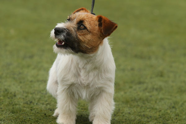 Jack Russell, Jack Russell Terrier, Jack Russell Bucuresti, pui Jack Russell de vanzare, canisa Jack Russell, crescator Jack Russell Romania, informatii Jack Russell, ghid Jack Russell, Jack Russell apartament, Jack Russell cumparare, pret pui Jack Russell, cresterea Jack Russell, ingrijire Jack Russell, temperament Jack Russell, Jack Russell copii, Jack Russell familie, Jack Russell energic, rasa Jack Russell, sfaturi Jack Russell, alegere caine Jack Russell, adoptie Jack Russell, Jack Russell Iasi, Jack Russell Cluj, Jack Russell Timisoara, Jack Russell Constanta, Jack Russell Brasov, Jack Russell Sibiu, Jack Russell Oradea, Jack Russell sfaturi crestere, Jack Russell viata oras, Jack Russell apartamente Bucuresti, Jack Russell socializare, Jack Russell dresaj, Jack Russell conditii de crestere