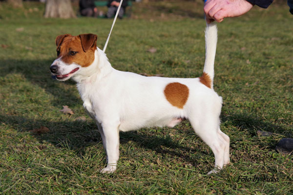 Jack Russell, Jack Russell Terrier, Jack Russell Bucuresti, pui Jack Russell de vanzare, canisa Jack Russell, crescator Jack Russell Romania, informatii Jack Russell, ghid Jack Russell, Jack Russell apartament, Jack Russell cumparare, pret pui Jack Russell, cresterea Jack Russell, ingrijire Jack Russell, temperament Jack Russell, Jack Russell copii, Jack Russell familie, Jack Russell energic, rasa Jack Russell, sfaturi Jack Russell, alegere caine Jack Russell, adoptie Jack Russell, Jack Russell Iasi, Jack Russell Cluj, Jack Russell Timisoara, Jack Russell Constanta, Jack Russell Brasov, Jack Russell Sibiu, Jack Russell Oradea, Jack Russell sfaturi crestere, Jack Russell viata oras, Jack Russell apartamente Bucuresti, Jack Russell socializare, Jack Russell dresaj, Jack Russell conditii de crestere