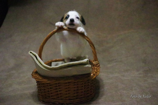 Jack Russell, Jack Russell Terrier, Jack Russell Bucuresti, pui Jack Russell de vanzare, canisa Jack Russell, crescator Jack Russell Romania, informatii Jack Russell, ghid Jack Russell, Jack Russell apartament, Jack Russell cumparare, pret pui Jack Russell, cresterea Jack Russell, ingrijire Jack Russell, temperament Jack Russell, Jack Russell copii, Jack Russell familie, Jack Russell energic, rasa Jack Russell, sfaturi Jack Russell, alegere caine Jack Russell, adoptie Jack Russell, Jack Russell Iasi, Jack Russell Cluj, Jack Russell Timisoara, Jack Russell Constanta, Jack Russell Brasov, Jack Russell Sibiu, Jack Russell Oradea, Jack Russell sfaturi crestere, Jack Russell viata oras, Jack Russell apartamente Bucuresti, Jack Russell socializare, Jack Russell dresaj, Jack Russell conditii de crestere