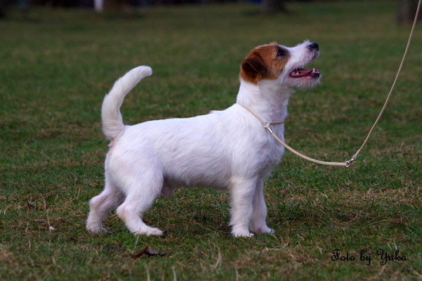 Jack Russell, Jack Russell Terrier, Jack Russell Bucuresti, pui Jack Russell de vanzare, canisa Jack Russell, crescator Jack Russell Romania, informatii Jack Russell, ghid Jack Russell, Jack Russell apartament, Jack Russell cumparare, pret pui Jack Russell, cresterea Jack Russell, ingrijire Jack Russell, temperament Jack Russell, Jack Russell copii, Jack Russell familie, Jack Russell energic, rasa Jack Russell, sfaturi Jack Russell, alegere caine Jack Russell, adoptie Jack Russell, Jack Russell Iasi, Jack Russell Cluj, Jack Russell Timisoara, Jack Russell Constanta, Jack Russell Brasov, Jack Russell Sibiu, Jack Russell Oradea, Jack Russell sfaturi crestere, Jack Russell viata oras, Jack Russell apartamente Bucuresti, Jack Russell socializare, Jack Russell dresaj, Jack Russell conditii de crestere