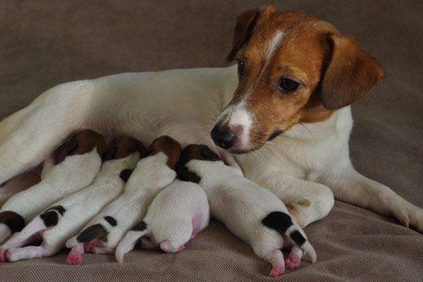 Jack Russell, Jack Russell Terrier, Jack Russell Bucuresti, pui Jack Russell de vanzare, canisa Jack Russell, crescator Jack Russell Romania, informatii Jack Russell, ghid Jack Russell, Jack Russell apartament, Jack Russell cumparare, pret pui Jack Russell, cresterea Jack Russell, ingrijire Jack Russell, temperament Jack Russell, Jack Russell copii, Jack Russell familie, Jack Russell energic, rasa Jack Russell, sfaturi Jack Russell, alegere caine Jack Russell, adoptie Jack Russell, Jack Russell Iasi, Jack Russell Cluj, Jack Russell Timisoara, Jack Russell Constanta, Jack Russell Brasov, Jack Russell Sibiu, Jack Russell Oradea, Jack Russell sfaturi crestere, Jack Russell viata oras, Jack Russell apartamente Bucuresti, Jack Russell socializare, Jack Russell dresaj, Jack Russell conditii de crestere