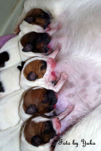 Jack Russell, Jack Russell Terrier, Jack Russell Bucuresti, pui Jack Russell de vanzare, canisa Jack Russell, crescator Jack Russell Romania, informatii Jack Russell, ghid Jack Russell, Jack Russell apartament, Jack Russell cumparare, pret pui Jack Russell, cresterea Jack Russell, ingrijire Jack Russell, temperament Jack Russell, Jack Russell copii, Jack Russell familie, Jack Russell energic, rasa Jack Russell, sfaturi Jack Russell, alegere caine Jack Russell, adoptie Jack Russell, Jack Russell Iasi, Jack Russell Cluj, Jack Russell Timisoara, Jack Russell Constanta, Jack Russell Brasov, Jack Russell Sibiu, Jack Russell Oradea, Jack Russell sfaturi crestere, Jack Russell viata oras, Jack Russell apartamente Bucuresti, Jack Russell socializare, Jack Russell dresaj, Jack Russell conditii de crestere